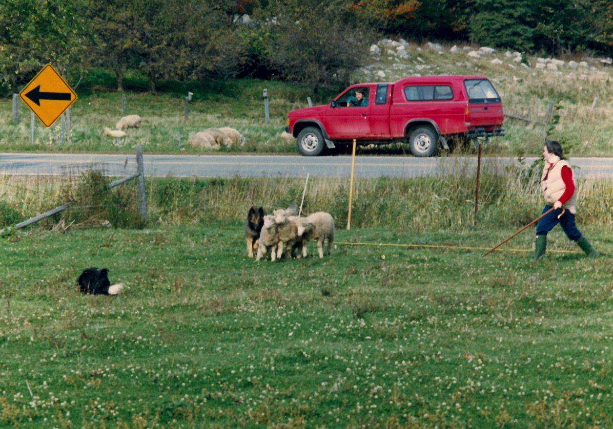 Toby-sheep.jpeg – The Adventures of Auntie Awesome